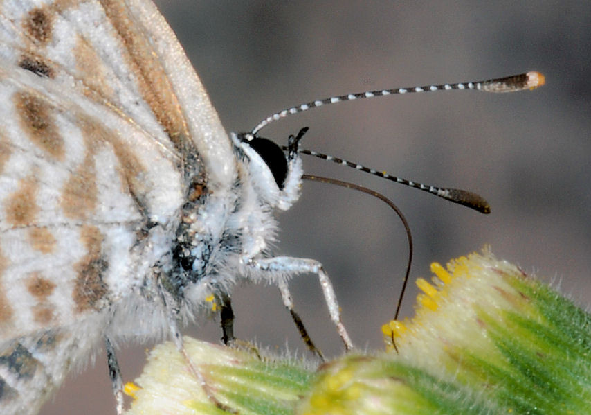 Farfalle, anche in volo!